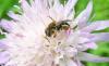 Osmia spinulosa